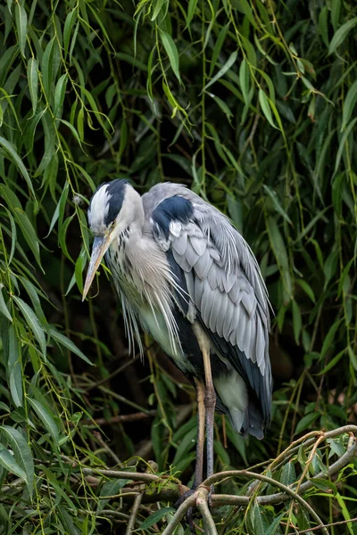 Grå Hegre Ardea Cinerea Som Vader Fugl Treet Sittende Gren – stockfoto