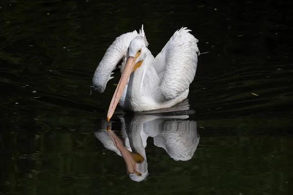 American White Pelican Pelecanus Erythrorhynchos Raised Wings Lake Mirror Reflection — Stock Photo, Image