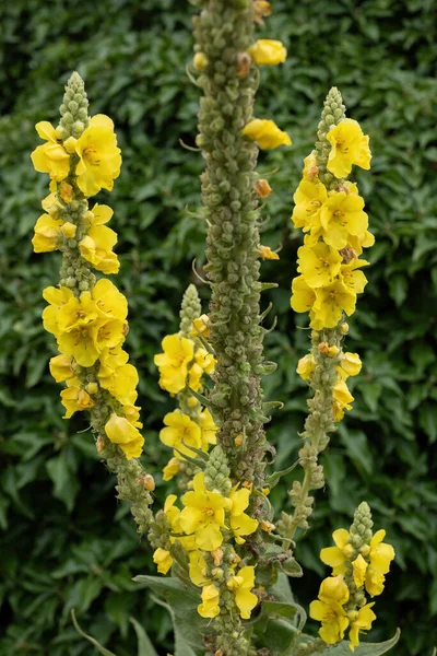 Желтые Цветы Плотного Муллейна Verbascum Densiflorum Bertol Семье Scrophulariaceae — стоковое фото