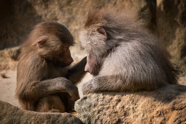 Babbuino Hamadryas Papio Hamadryas Giovane Con Una Madre Famiglia Scimmie — Foto Stock