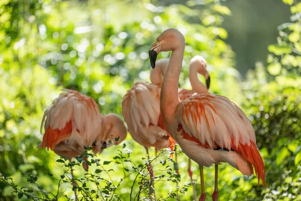 Den Chilenske Flamingoen Phoenicopterus Chilensis Fugler Lys Solrik Grønn Bakgrunn – stockfoto