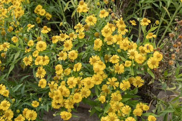 Helenium Autumnale Sneezeweed Yellow Flowers Perennial Herb Family Asteraceae Region — Stock Photo, Image
