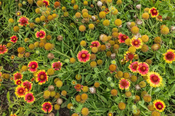 Grande Fiore Coperta Gaillardia Aristata Pianta Perenne Fiori Selvatici Nella — Foto Stock