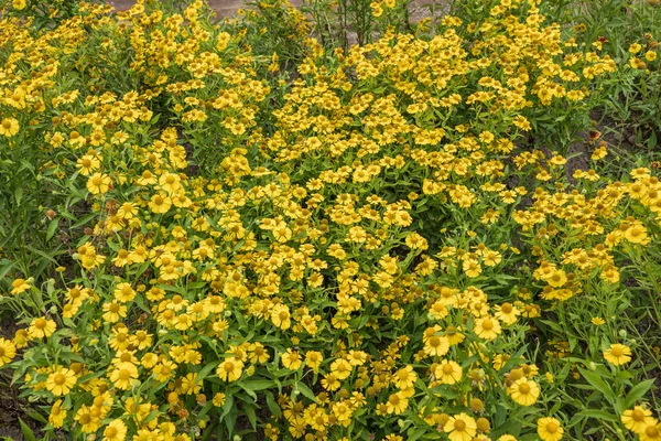 Helenium Autumnale Sneezeweed Yellow Flowers Perennial Herb Family Asteraceae Region — Stock Photo, Image