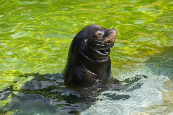 California Sea Lion Zalophus Californianus Shallow Water Coastal Eared Seal — Stock Photo, Image