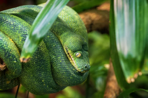 Pitón Árbol Verde Morelia Viridis Enrollado Rama Árbol Familia Pythonidae — Foto de Stock