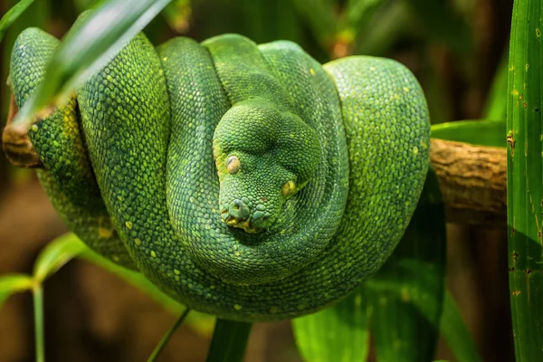 Green Tree Python Morelia Viridis Coiled Tree Branch Family Pythonidae — Stock Photo, Image