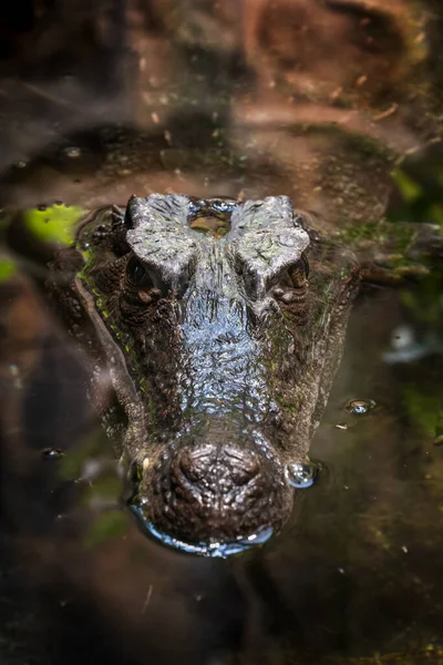 Caimão Fronte Lisa Paleosuchus Trigonatus Submerso Água Crocodiliano Família Alligatoridae — Fotografia de Stock