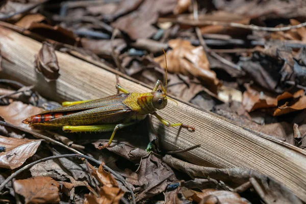 Tropidacris Collaris Grasshopper Familjen Romaleidae Region Norra Sydamerika — Stockfoto