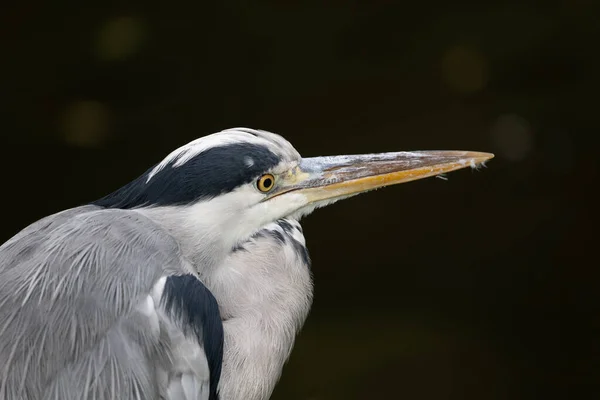 Grå Hegre Ardea Cinerea Vadefuglportrett Familie Ardeidae Region Temperert Europa – stockfoto