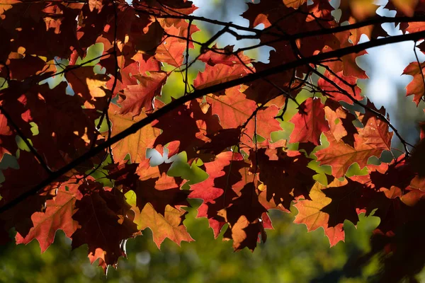 Eikenboom Rode Bladeren Herfst Fooliage Verlicht Door Zon — Stockfoto
