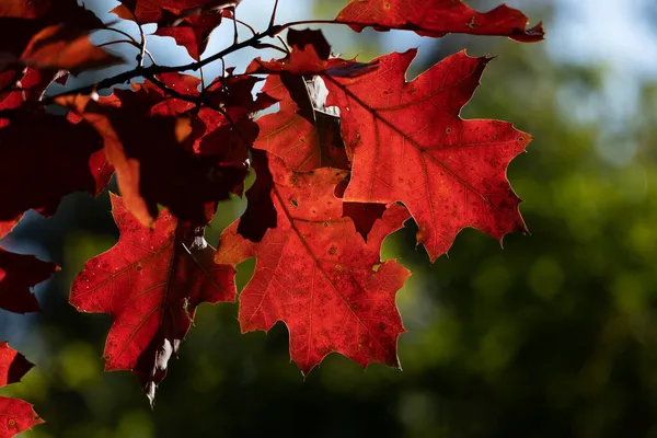 Eikenboom Rode Bladeren Herfst Seizoen Verlicht Door Zon — Stockfoto