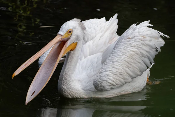 American White Pelican Pelecanus Erythrorhynchos Lake Beak Open Large Aquatic — Stock Photo, Image