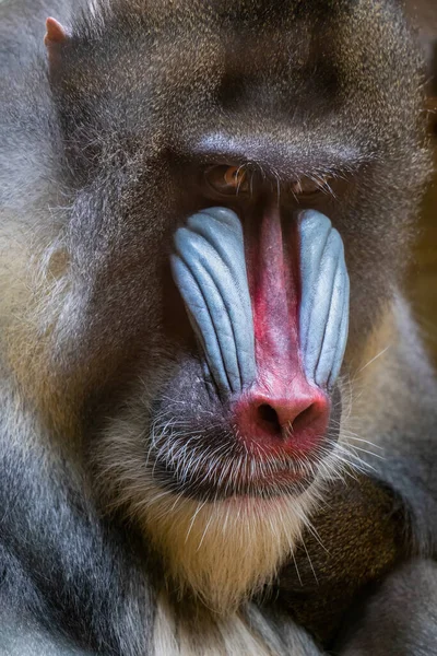 Mandrillo Ritratto Mandrillus Shinx Scimmia Del Vecchio Mondo Primate Della — Foto Stock