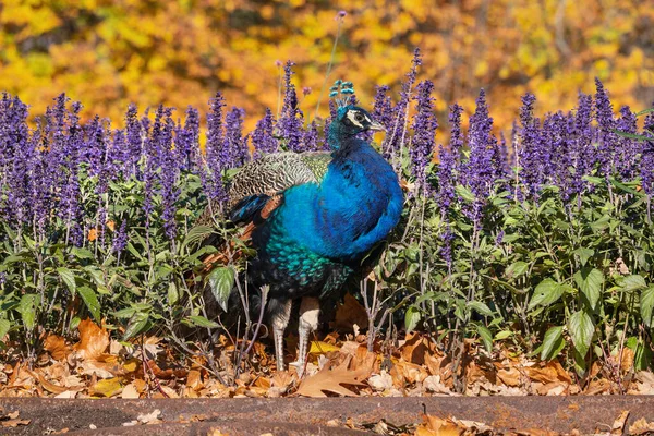 Påfågel Hösten Blommor Och Blad Trädgården Fågel Familjen Phasianidae — Stockfoto