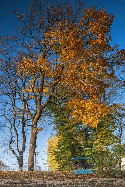 Reflet Abstrait Arbre Automne Dans Eau Non Perturbée Lac Dans — Photo