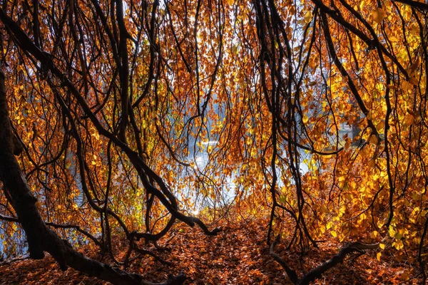 Afternoon Sunlight Golden Autumn Vibrant Leaves Old Tree Lake Park — Foto de Stock
