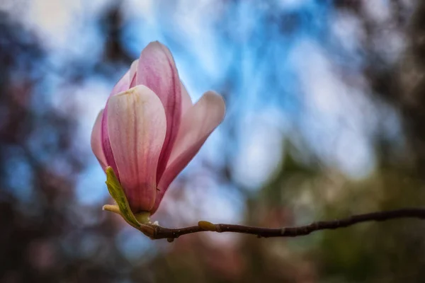 Magnolia Soulangeana Alexandrina Blooming Flower Οικογένεια Magnoliaceae — Φωτογραφία Αρχείου