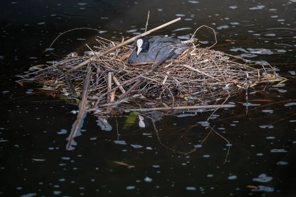 Eurasian Coot Fulica Atra Female Water Bird Nest Lake — Stock Photo, Image