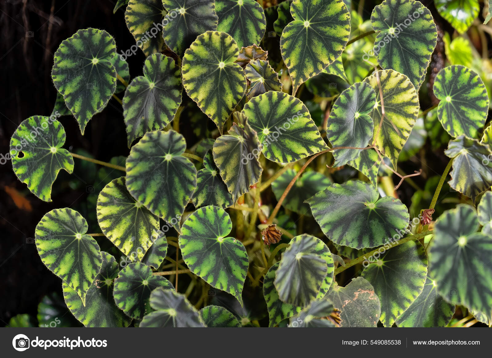 Begoniaceae familia fotos de stock, imágenes de Begoniaceae familia sin  royalties | Depositphotos