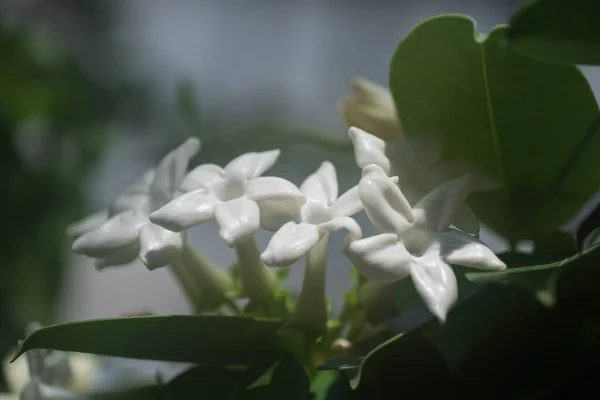 Stephanotis Floribunda White Waxy Flowers Common Names Madagascar Jasmine Waxflower — Stock Photo, Image
