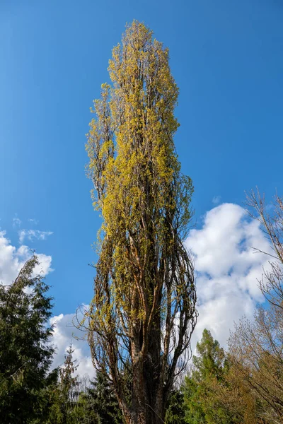 Populus Nigra Italica Lombardia Poplar Árvore Caduca Família Salicaceae — Fotografia de Stock