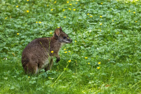 草甸的Parma Wallaby Macropus Parma 有袋目哺乳动物的小型哺乳动物 Macropodidae 原生地区 澳大利亚 — 图库照片