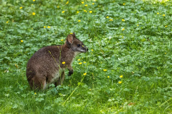 Parma Wallaby Macropodidae Parma Meadow Small Mammal Marsupial Genus Notamachus — стоковое фото