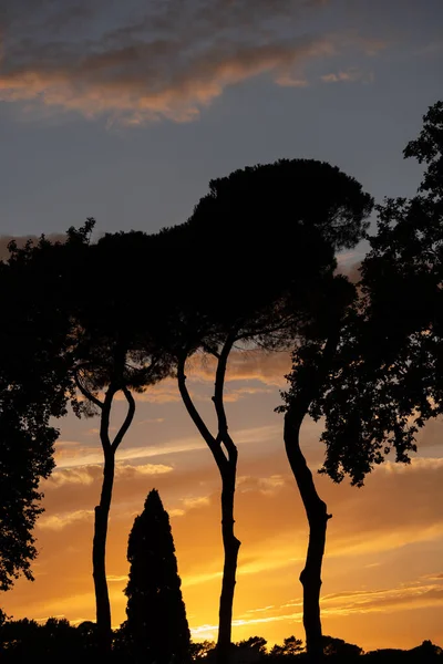 Trees Silhouette Sunset Sky Tranquil Scenery Park — Stockfoto