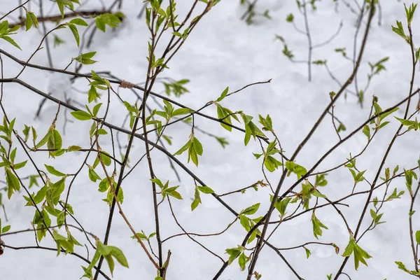 Ветки Свежими Зелеными Листьями Весной Против Одеяла Позднего Снега — стоковое фото