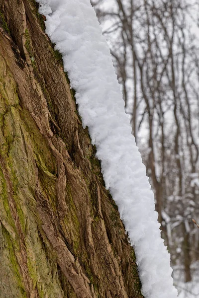 Дерево Ствол Толстым Слоем Снега Зимой — стоковое фото