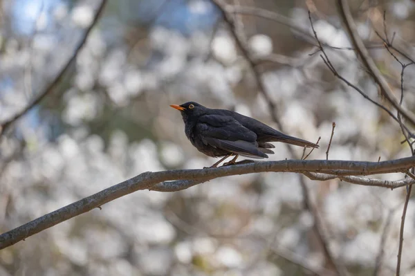 Common Blackbird Turdus Merula Eurasian Blackbird Male True Thrush Genus — Stock Fotó