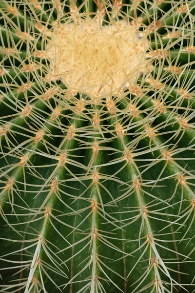 Abstract Natural Background Echinocactus Grusonii Kroenleinia Grusonii Golden Barrel Cactus — Stock Photo, Image