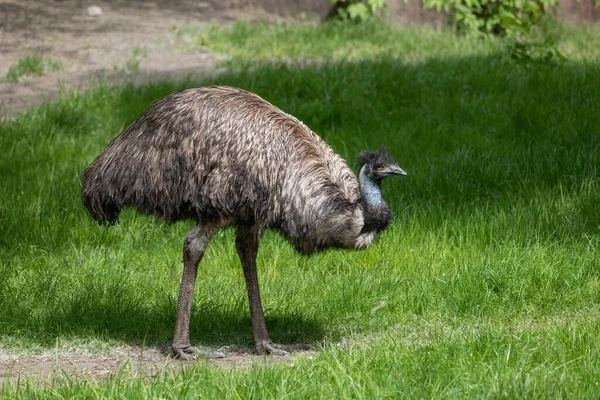 Den Emu Dromaius Novaehollandiae Fågel Ängen Endemiska Djur Familjen Casuariidae — Stockfoto