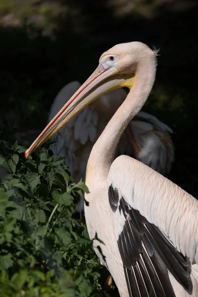 Den Store Hvite Pelikanen Pelecanus Onocrotalus Portrett Vanlige Navn Øst – stockfoto