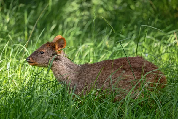 Southern Pudu Pudu Puda Grass South American Deer Family Cervidae — Stock Photo, Image