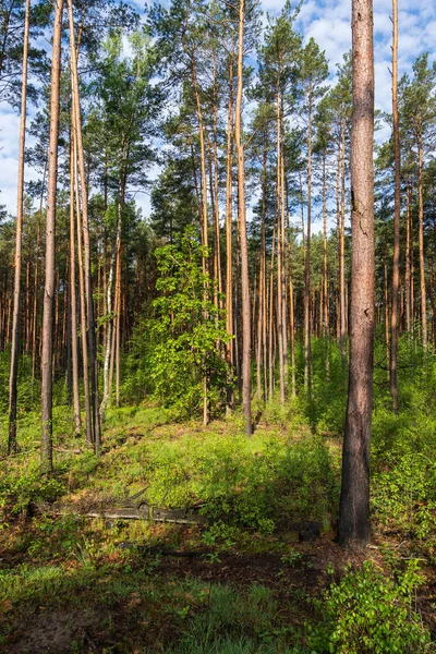 Ландшафт Лісу Кампінос Сосновими Деревами Національний Парк Кампіноскі Поблизу Варшави — стокове фото