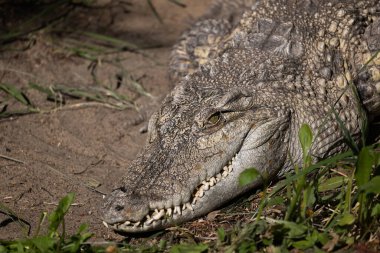 The Siamese crocodile (Crocodylus siamensis) head, freshwater crocodile native to Southeast Asia, critically endangered semiaquatic reptile in the family Crocodylidae. clipart