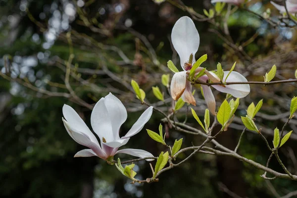 Magnolia Soulangeana Alexandrina Ανθισμένο Λουλούδι Την Άνοιξη Φυτό Της Οικογένειας — Φωτογραφία Αρχείου