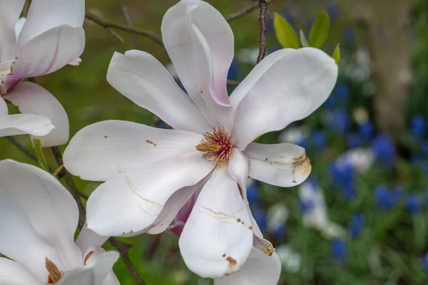 Magnolia Soulangeana Alexandrina Ανθίζει Την Άνοιξη Φυτό Της Οικογένειας Magnoliaceae — Φωτογραφία Αρχείου