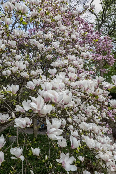 Magnolia Soulangeana Alexandrina Ανθισμένα Ανοιξιάτικα Λουλούδια Φυτό Της Οικογένειας Magnoliaceae — Φωτογραφία Αρχείου