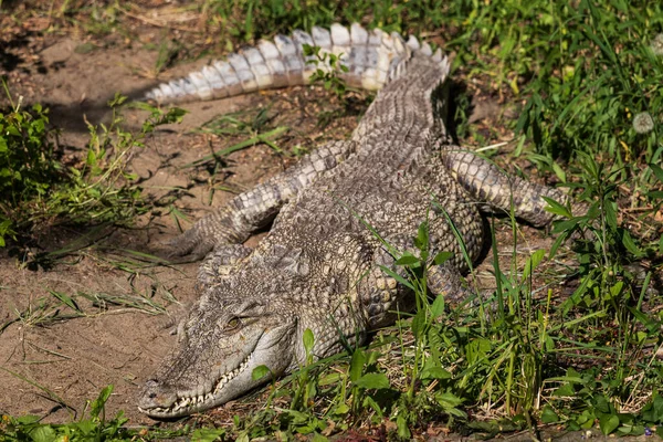 Crocodilo Siamês Crocodylus Siamensis Crocodilo Água Doce Nativo Sudeste Asiático — Fotografia de Stock