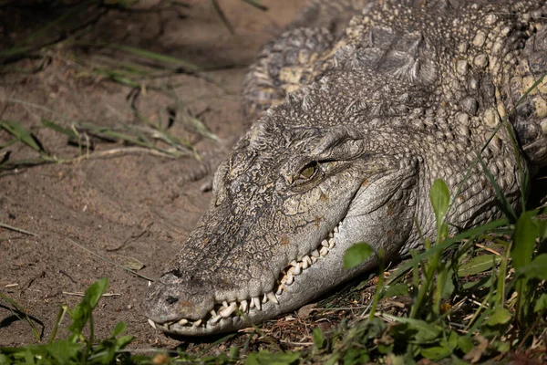 Głowa Krokodyla Syjamskiego Crocodylus Siamensis Krokodyl Słodkowodny Pochodzący Azji Południowo — Zdjęcie stockowe