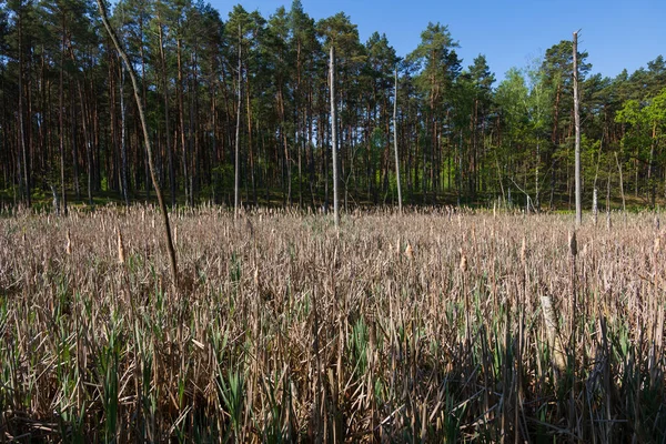 Drzewa Bagnach Puszczy Kampinoskiej Kampinoski Park Narodowy Obwód Mazowiecki — Zdjęcie stockowe