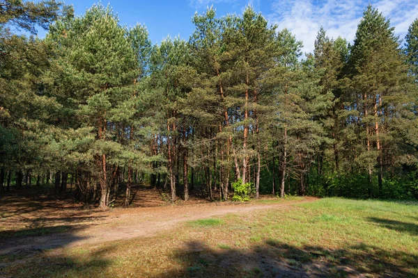 Glade Kampinos Forest Kampinoski National Park Masovia Region Polen — Stockfoto