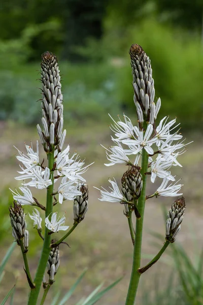 Asphodel Branco Asphodelus Albus Mill Flores Botões Plantas Herbáceas Perenes — Fotografia de Stock