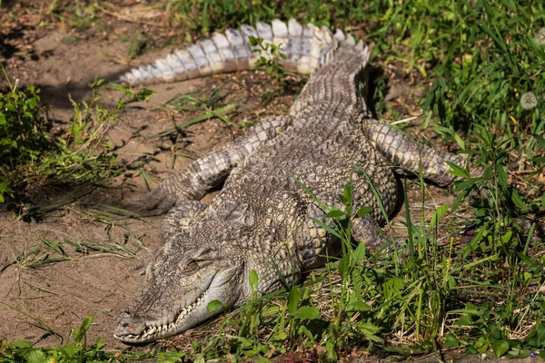 Сиамский Крокодил Crocodylus Siamensis Пресноводный Крокодил Обитающий Юго Восточной Азии Стоковое Фото