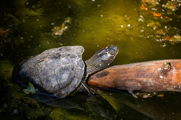 Tortue Géographique Mississippi Graptemys Pseudogeographica Kohni Réchauffe Soleil Sur Tronc Images De Stock Libres De Droits