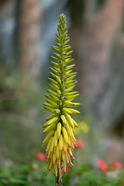 Aloe Vera Burm Сін Barbadensis Mill Квітка Рослина Родини Monocot — стокове фото