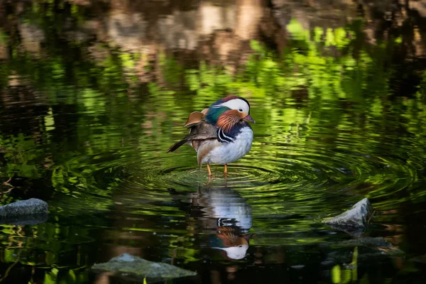 Mandarin Duck Aix Galericulata Male Standing Baths Shallow Water Lake — Stock Photo, Image